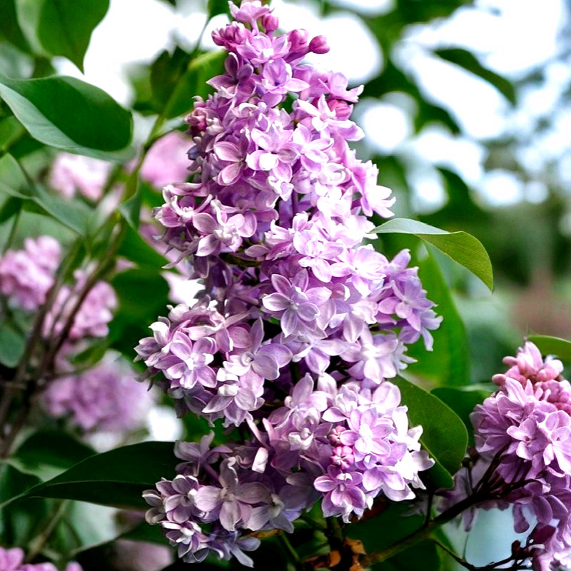 Саджанці Бузку Пам'ять про Вавілова (Syringa Pamiec o Wawilowie) P9, фото 1