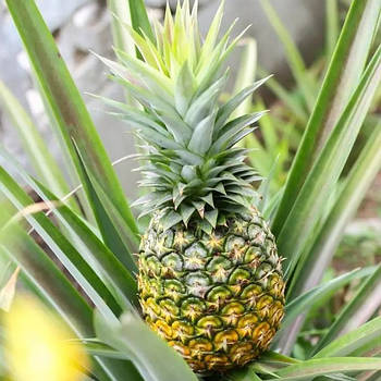 Ананас Кайєна — солодкий, соковитий, великоплідний  Р9