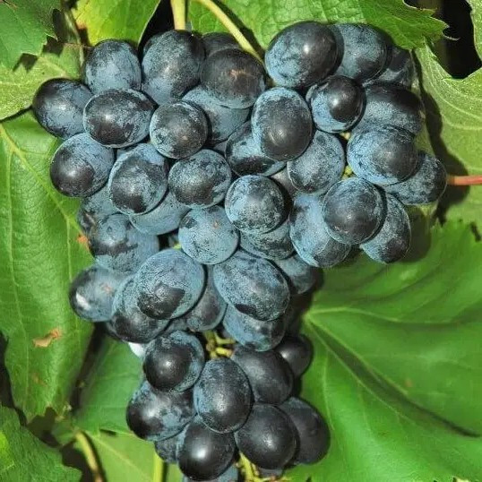 Виноград Кишмиш Фейз - ароматний, високоврожайний, морозостійкий, фото 1