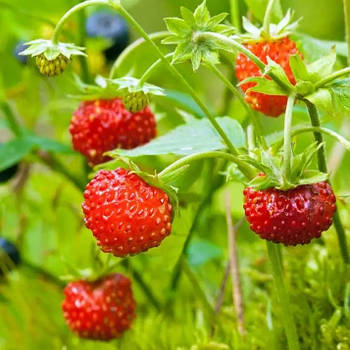 Суниця Барон Солемахер - ремонтантна, врожайна, дрібноплідна