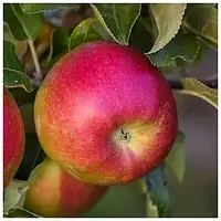 Саджанці яблуні "Аскольда"