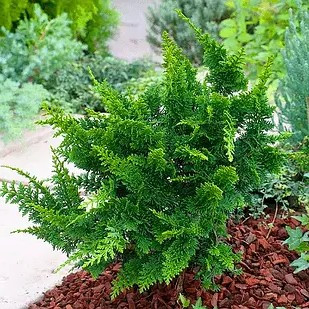 Кипарисовик тупий Тедді Бір - карликовий, кулястий, вічнозелений Р9, фото 1