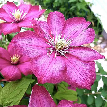 Клематис Віль де Ліон - яскравий, рясноквітучий, невибагливий Р9