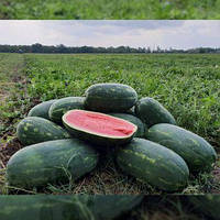 Насіння кавуна Юммі F1 (Spark Seeds), 1 000 насінин — ранній (68-70 днів), типу Кримсон Світ, подовжений