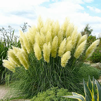 Кортадерія біла – екзотична, декоративна, невибаглива Р9