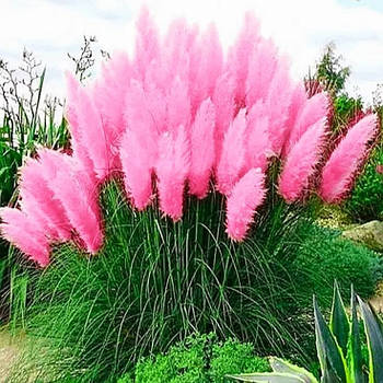 Кортадерія рожева – ефектна, витривала, багаторічна Р9