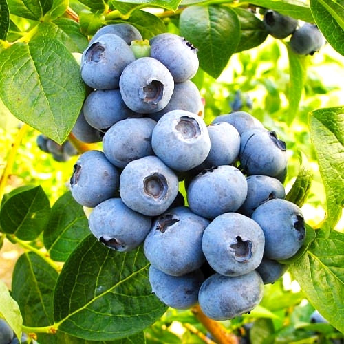 Саджанці Лохини Топ Хат - середня, крупноплідна, низькоросла Р9, фото 1