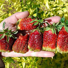 Суницеполуниця