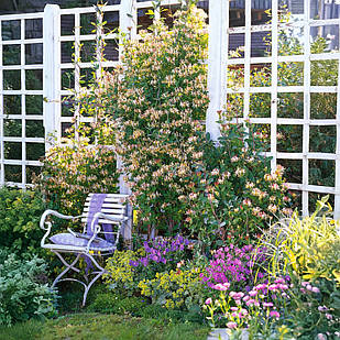 Саджанці Жимолость капріфоль (Lonicera caprifolium) Р9