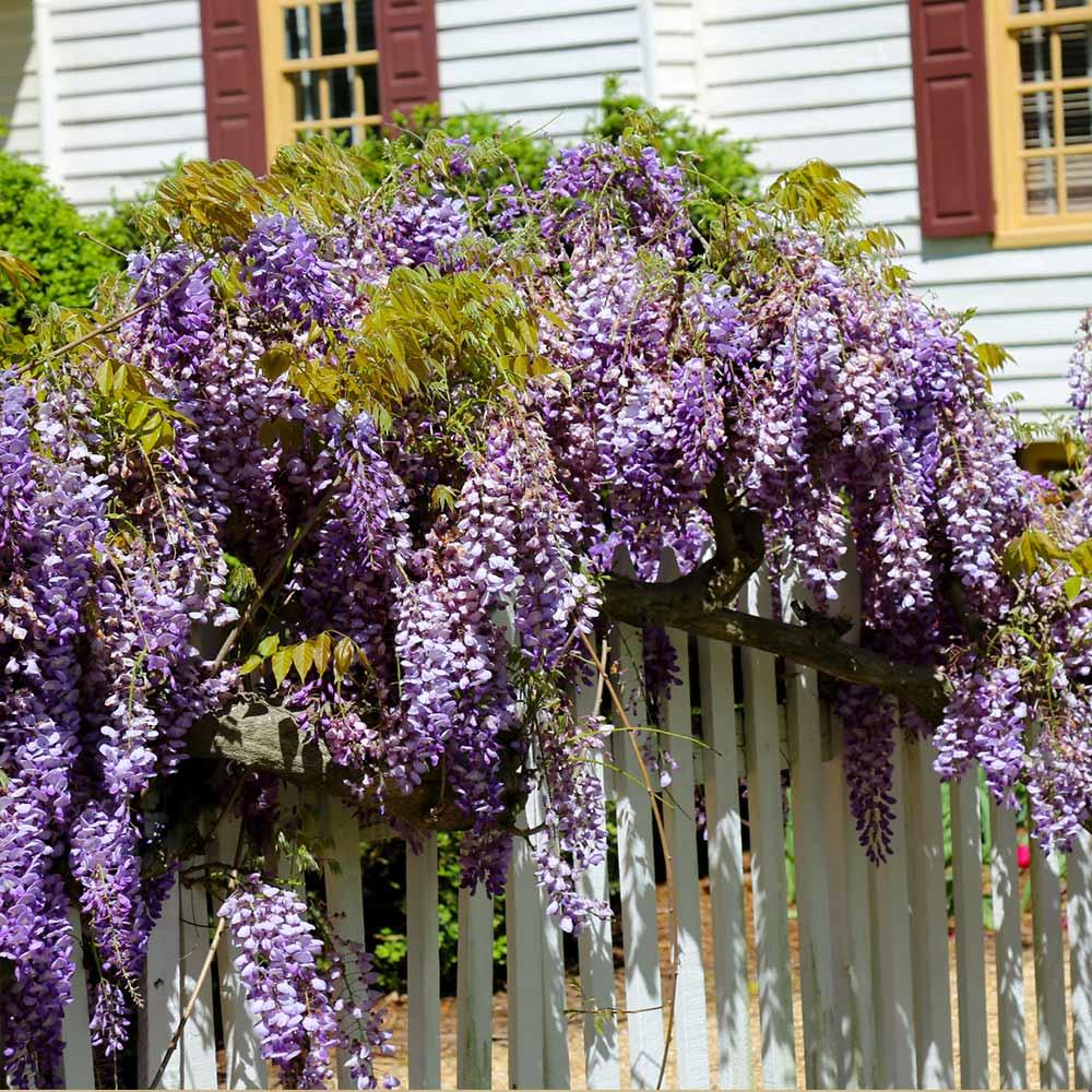 Саджанці Гліцинії Аметист (Wisteria chinensis Amethyst), фото 1