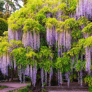 Саджанці Гліцинії Ейва (Wisteria chinensis Eiyva)