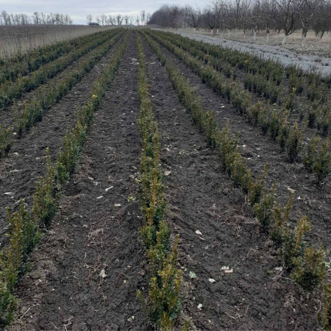 Саджанці самшит Жива Огорожа