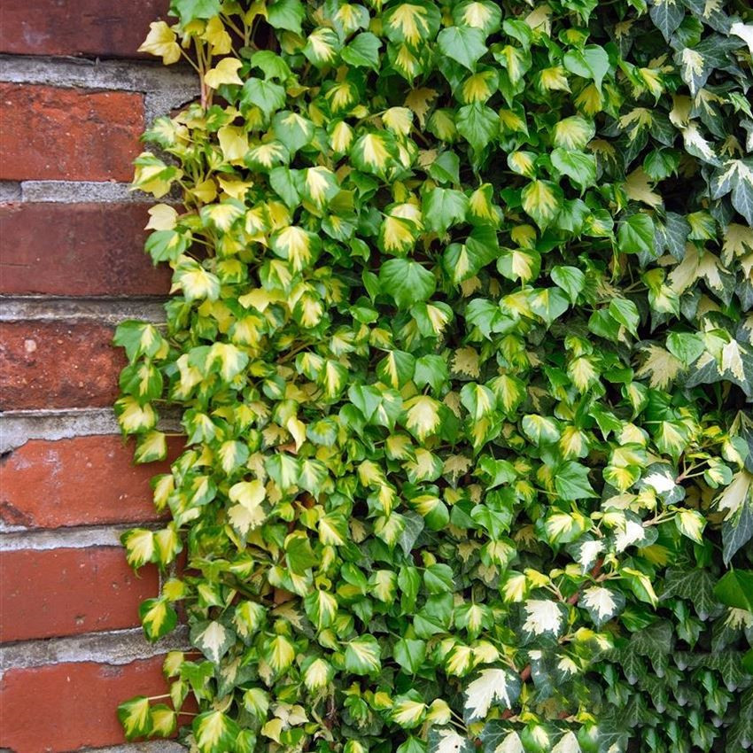Саджанці Плюща звичайного Гольдхарт (Hedera helix Goldheart) Р9, фото 1