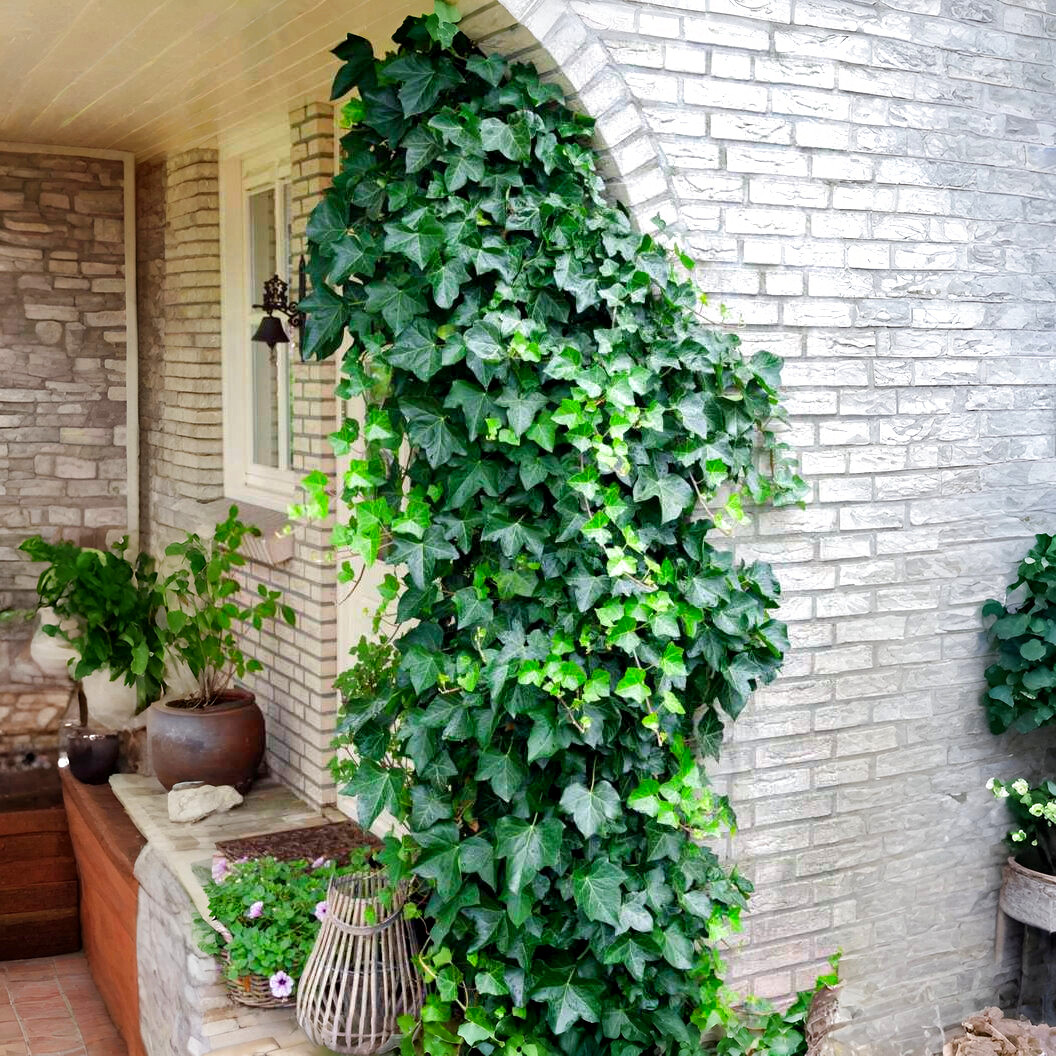 Саджанці Плюща звичайного (Hedera helix) Р9
