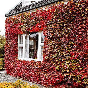 Саджанці Дівочого винограду п'ятипелюстковий (Parthenocissus) Р9