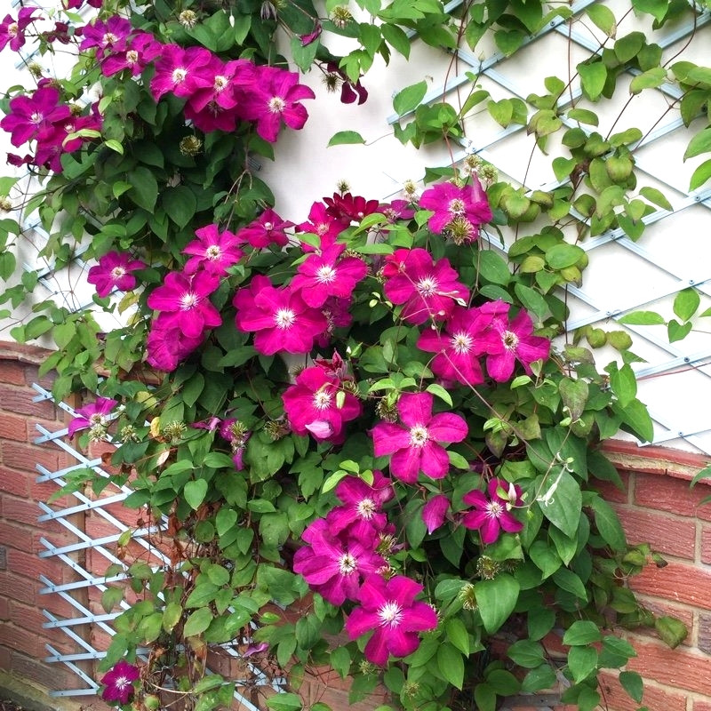 Саджанці Клематиса Ернест Маркхам (Clematis Ernest Markham) Р9, фото 1