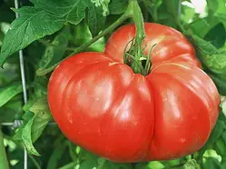 Насіння томату Аміш 15 нас