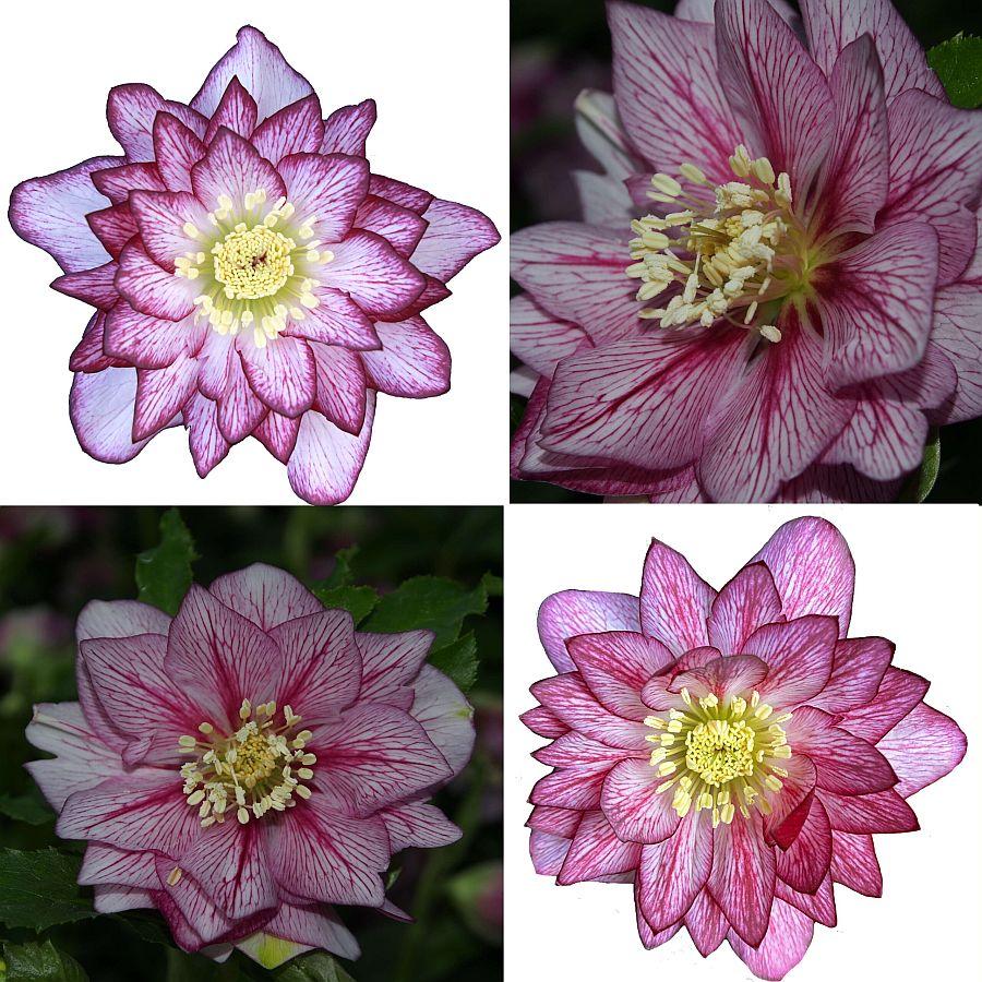Морозник Quintessa Pink (Квінтесса Рожева) розсада