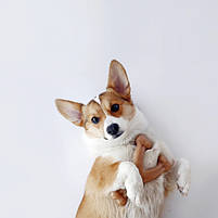 Жувальна іграшка зі смаком бекону Benebone Wishbone Bacon M - для собак вагою до 27 кг, фото 2