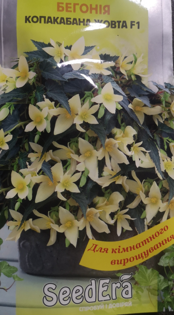 Бегонія Копакабана жовта F15шт