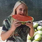 Кавун Талісман (9-12 кг) 10 г, фото 3