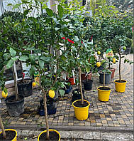 ЦИТРУС CITRUS LIMONIA (LIMONE)  CLT 30