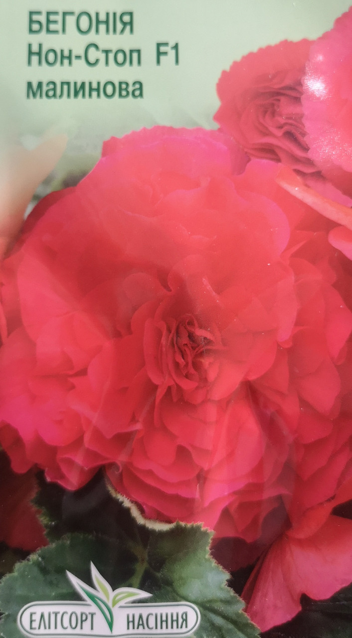 Бегонія Нон Стоп F1 малинова 5шт