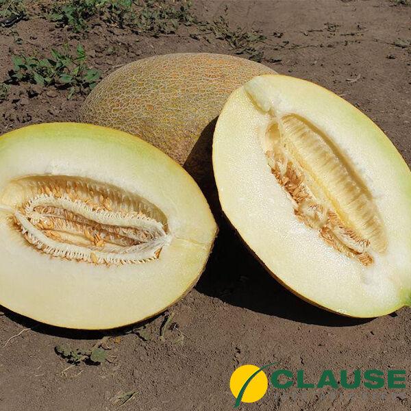 Диня Маорі F1, 1000 насінин — середньостиглий гібрид (70-72  днів), Clause