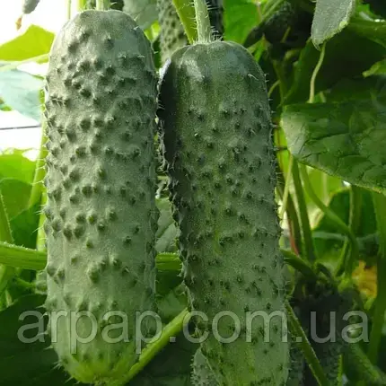 Насіння огірка Амур F1 (Amour F1) Bejo 250, фото 1