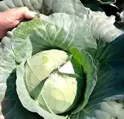 БУХАРЕСТ F1 / BUCHAREST F1 - насіння білоголової капусти, Seminis
