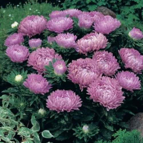 Насіння Айстра карликова "Міледі рожева" 0,3 г.