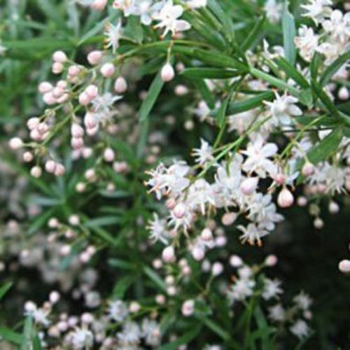 Аспарагус "Шпренгера" 0,5 г