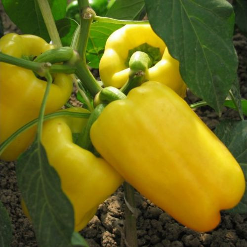 Насіння Перець "Сільвер Белл"F1 8 шт.