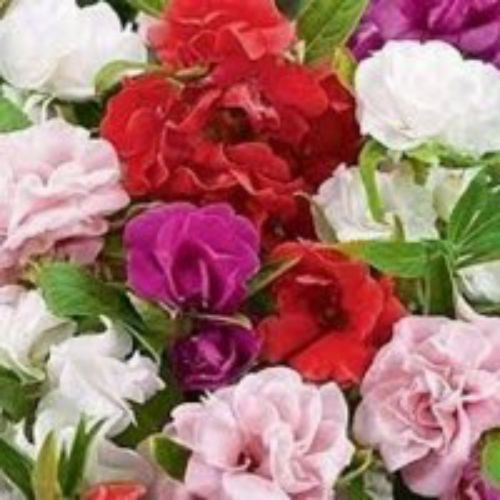 Насіння Бальзамін низькорослий суміш