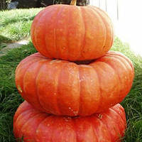 Насіння Гарбуз "Мускат де Прованс" 10 шт.