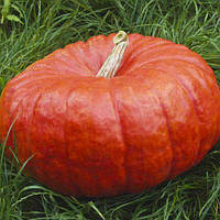 Гарбуз Руж Віф Дьетамп