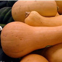 Насіння Гарбуз "Арабатський" 10 шт.