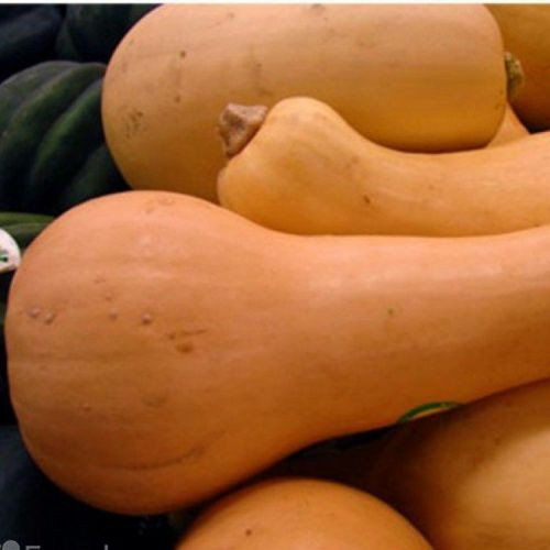 Насіння Гарбуз "Арабатський" 10 шт.