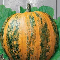 Насіння Гарбуз "Український багатоплідний" 10шт.