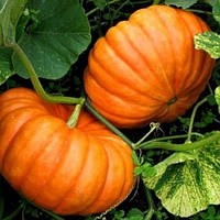 Гарбуз "Руж Віф ДеТамп"