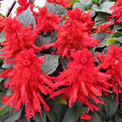 Насіння Сальвія "Піколо" 0,1 г