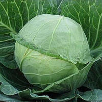 Капуста "Українська осінь" 5г