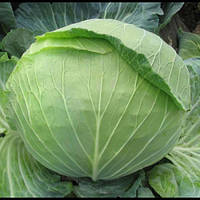 Капуста Аліна