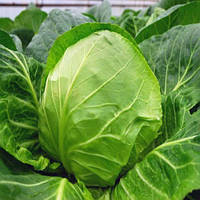 Капуста білокачанна "Єтма"