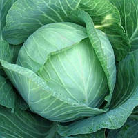Капуста білокачанна "Селма"