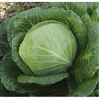Капуста білокачанна "Скіф"