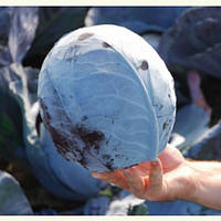 Капуста червонокачанна "Рексома"