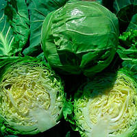 Капуста білокачанна "Кевін"F1 20 шт.