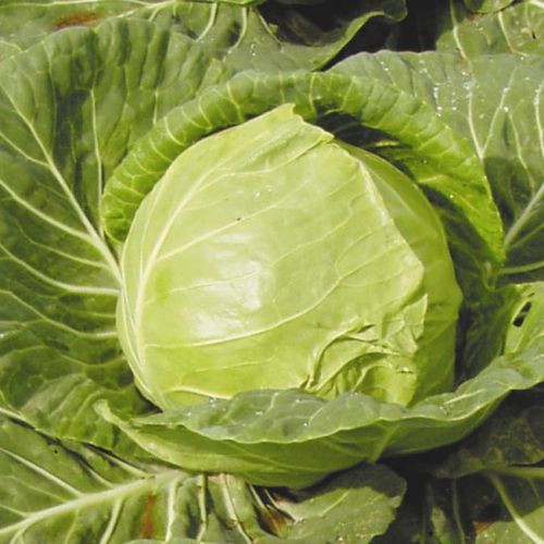 Насіння Капуста "Іюнська" 1г