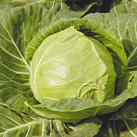 Насіння Капуста "Іюнська" 1г